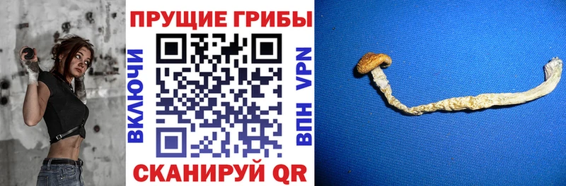 Галлюциногенные грибы Magic Shrooms omg tor Барыш где купить наркоту